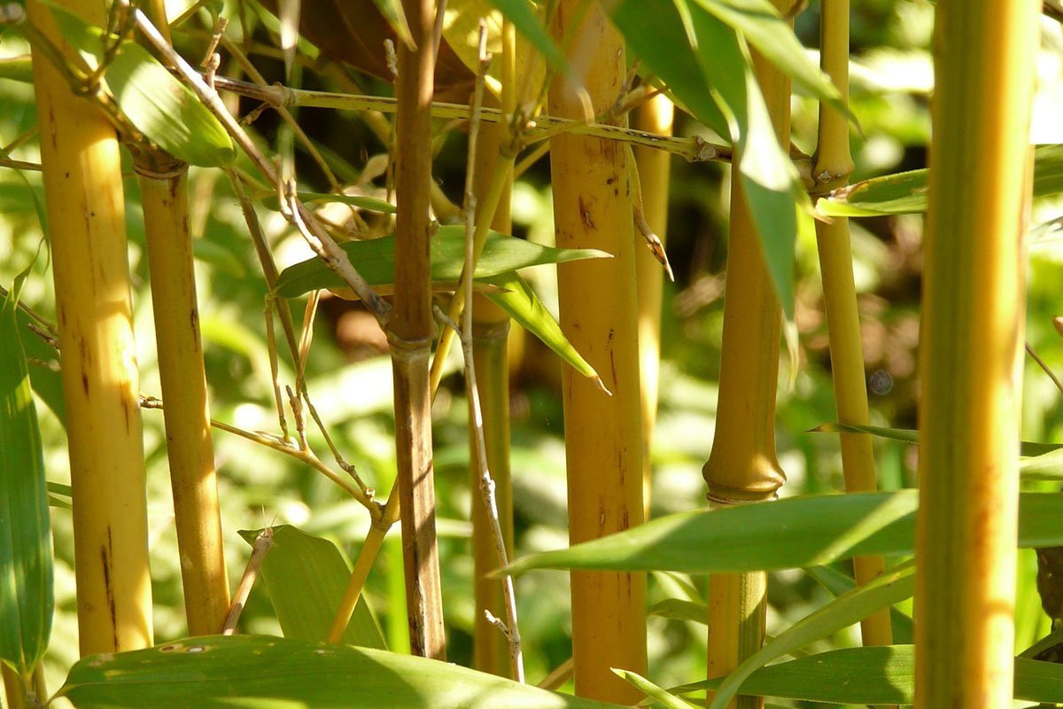 Yellow culms of the Golden Bamboo